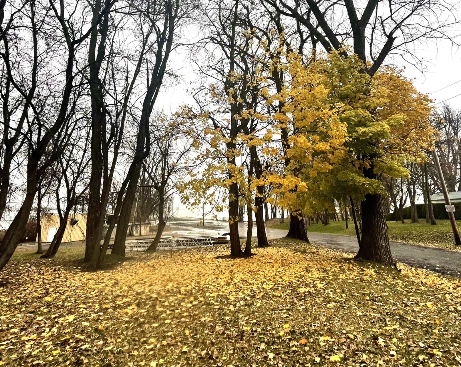 Scenes from the North Country: Autumn Trees